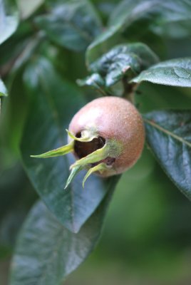 Mespilus germanica - mišpule německá - plod